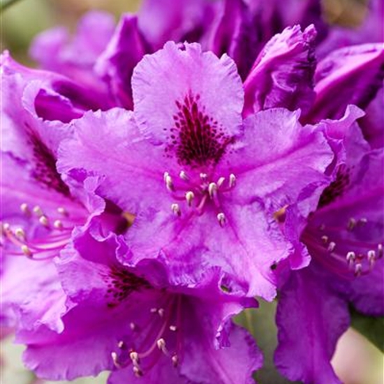 Rhododendron (Ponticum-Gruppe) 'Azurro'