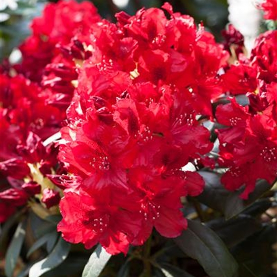 Rhododendron (Sanguineum-Gruppe) 'Erato'