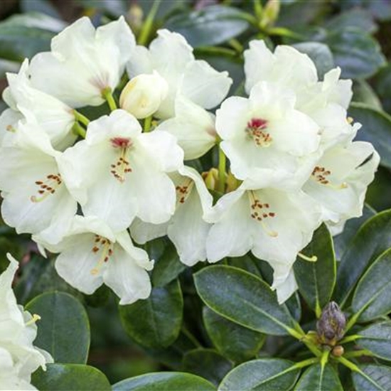 Rhododendron (Yakushimanum-Gruppe) 'Flava'