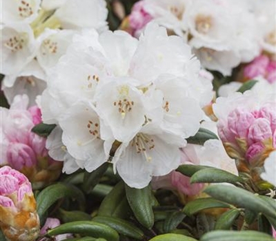 Rhododendron (Yakushimanum-Gruppe) 'Koichiro Wada'
