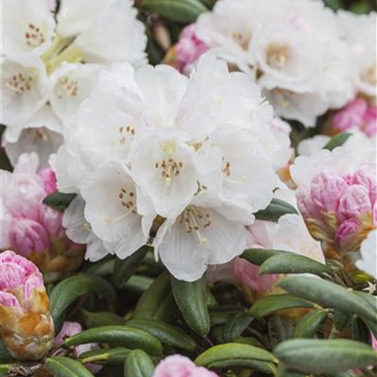 Rhododendron (Yakushimanum-Gruppe) 'Koichiro Wada'
