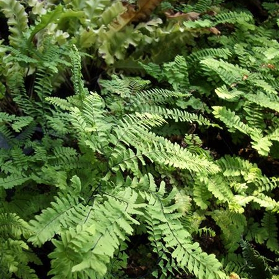 Adiantum pedatum, Frauenhaarfarn Gartenpflanzen Daepp