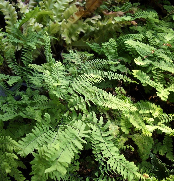 Adiantum pedatum 'Imbricatum', Frauenhaarfarn Gartenpflanzen Daepp