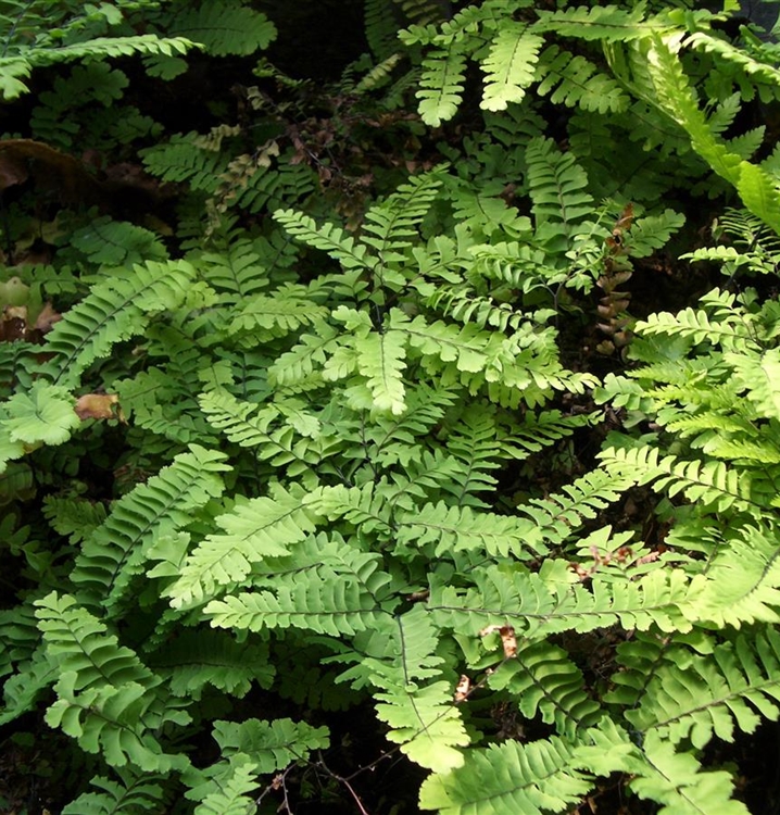 Adiantum pedatum 'Imbricatum', Frauenhaarfarn Gartenpflanzen Daepp