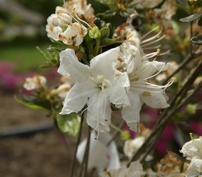 Rhododendron (Japanische Azalee) 'Schneeglanz'