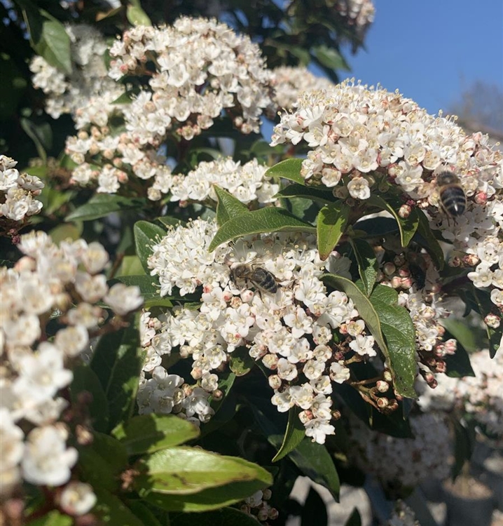 Viburnum tinus 'Eve Price', Immergrüner Schneeball Gartenpflanzen Daepp