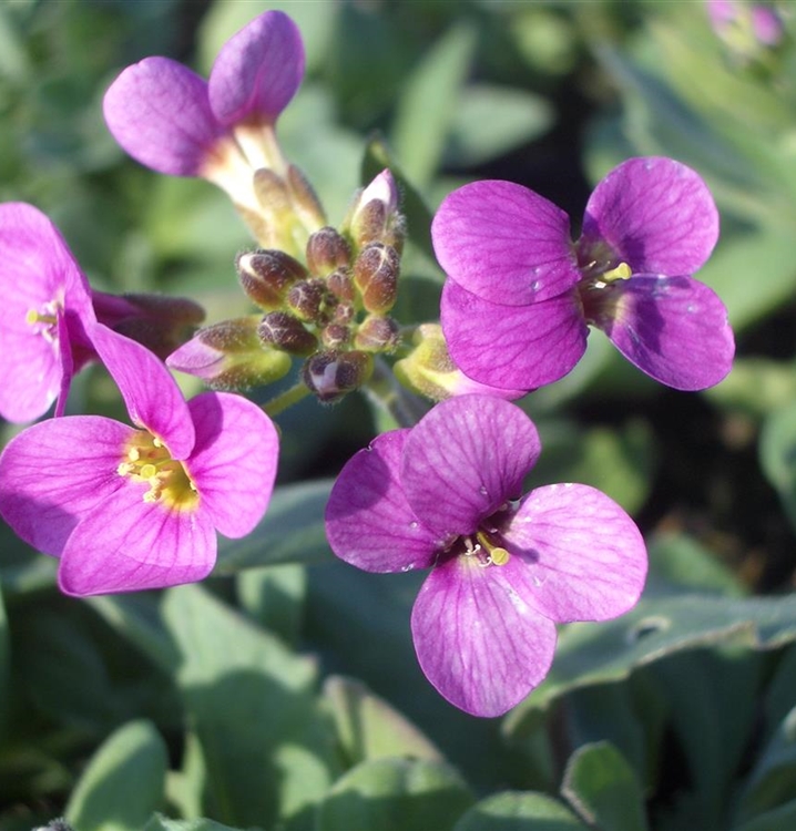 Arabis caucasica 'Hedi', Gänsekresse Gartenpflanzen Daepp