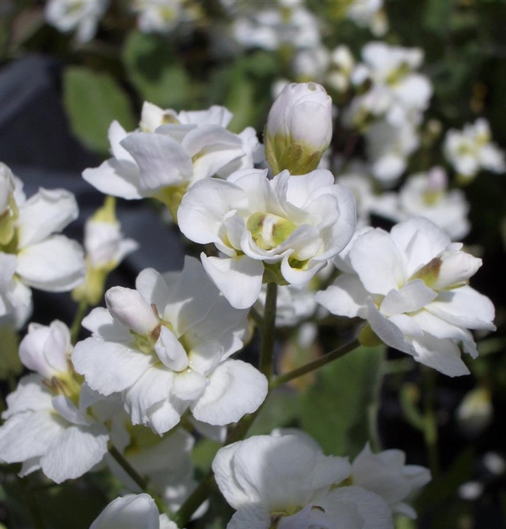 Arabis caucasica 'Plena', Gänsekresse Gartenpflanzen Daepp