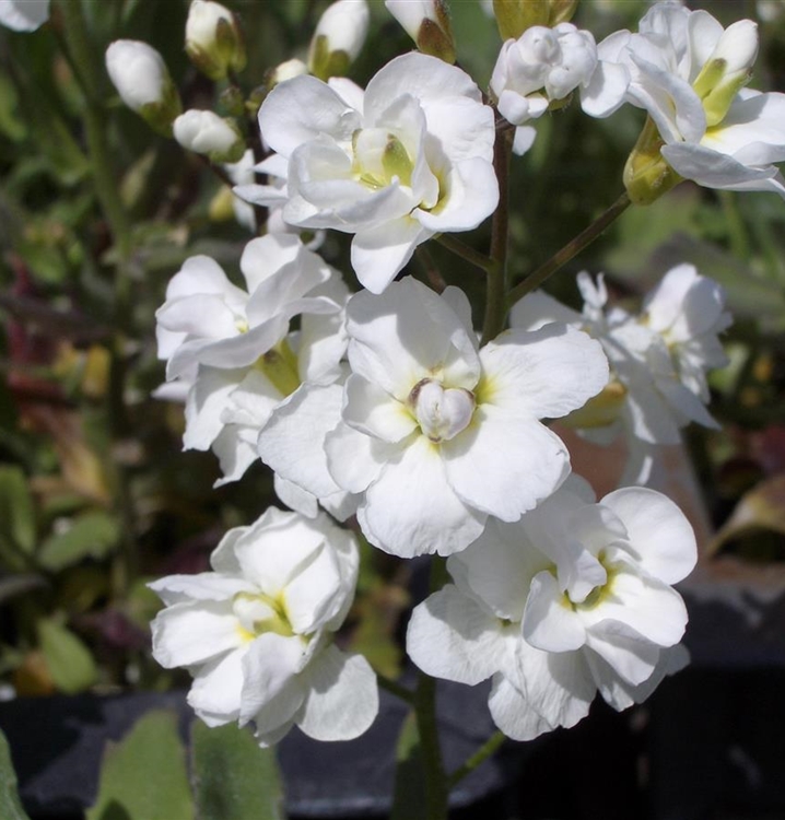 41+ Arabis Caucasica Plena Gänsekresse, Die immergrünen,