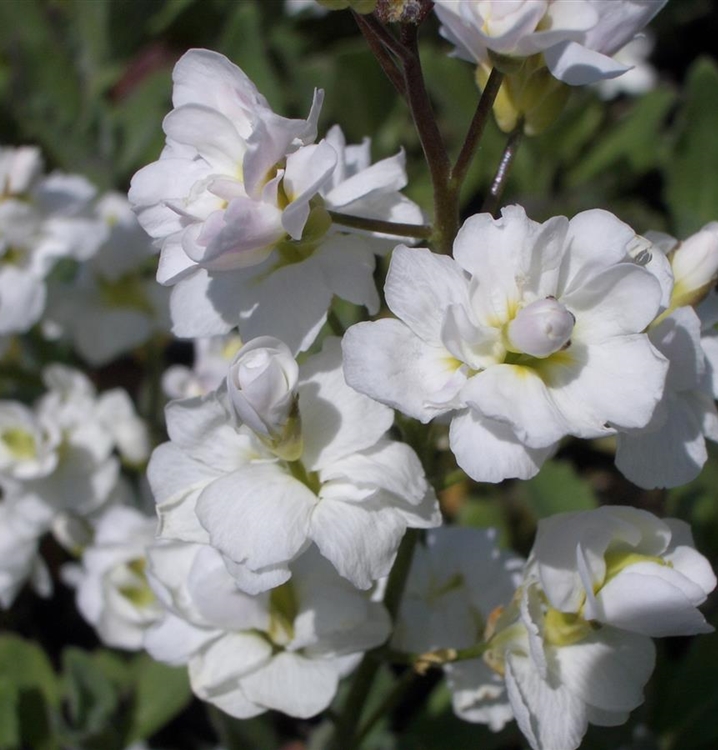 Arabis caucasica 'Plena', Gänsekresse Gartenpflanzen Daepp