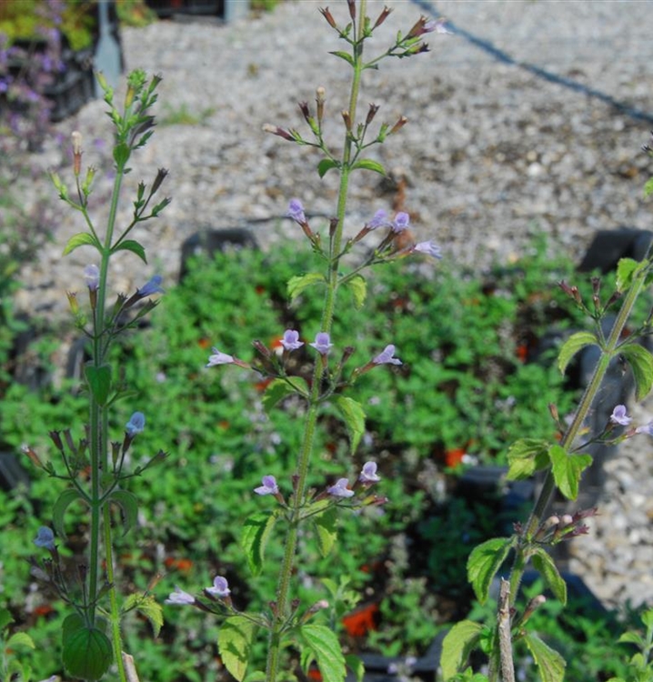 Calamintha nepeta &lsquo;Blue Cloud&rsquo;, Bergminze - Gartenpflanzen Daepp
