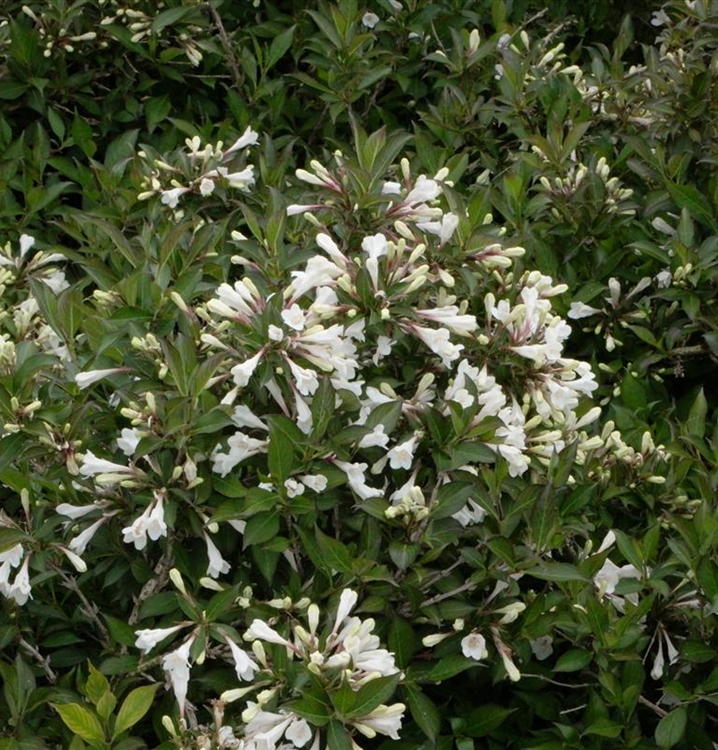 Weigela 'Black and White', Weigelie Gartenpflanzen Daepp