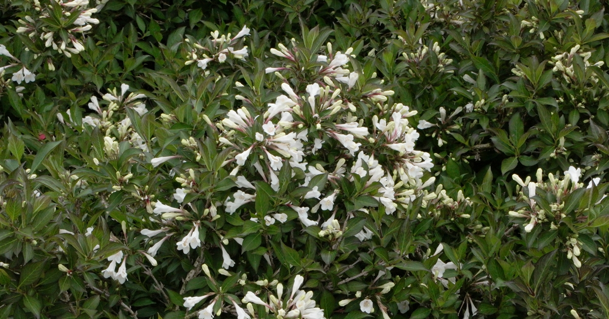Weigela 'Black and White', Weigelie Gartenpflanzen Daepp