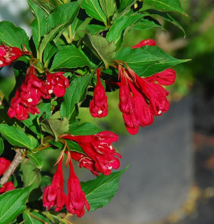Weigela 'Evita', Weigelie Gartenpflanzen Daepp