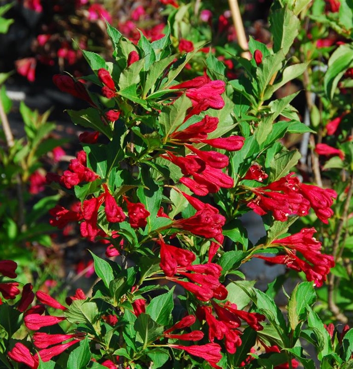 Weigela 'Evita', Weigelie Gartenpflanzen Daepp