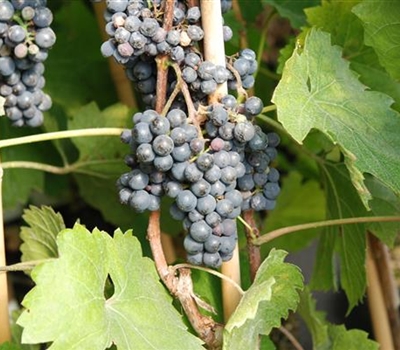 Vitis vinifera 'Maréchal Foch'