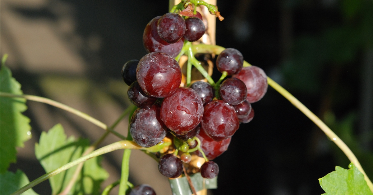 Vitis vinifera 'Cardinal', Direktträger rot Gartenpflanzen Daepp
