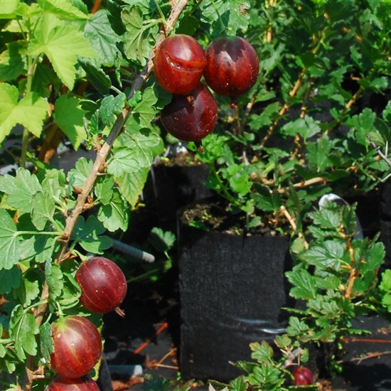 Ribes uva-crispa 'Rokula'