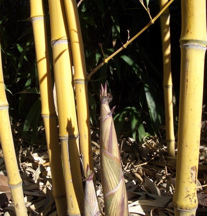 Goldrohr-Bambus