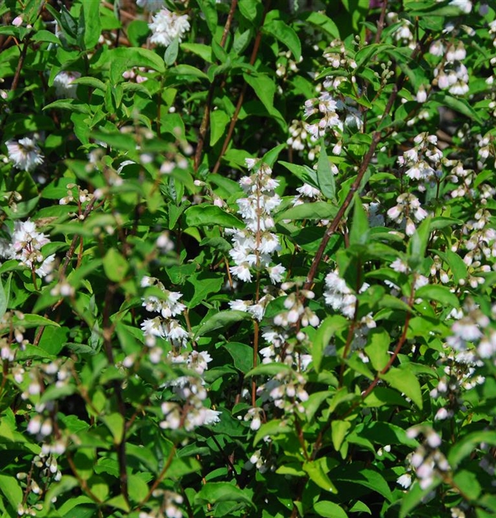 Deutzia crenata 'Pride of Rochester', Deutzie Gartenpflanzen Daepp Deutzia crenata 'Pride of Rochester', Deutzie Gartenpflanzen Daepp