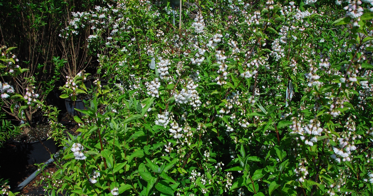 Deutzia crenata 'Pride of Rochester', Deutzie Gartenpflanzen Daepp Deutzia crenata 'Pride of Rochester', Deutzie Gartenpflanzen Daepp