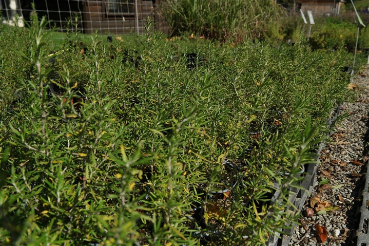 Rosmarinus officinalis 'Thulä', Rosmarin Gewürz Gartenpflanzen Daepp