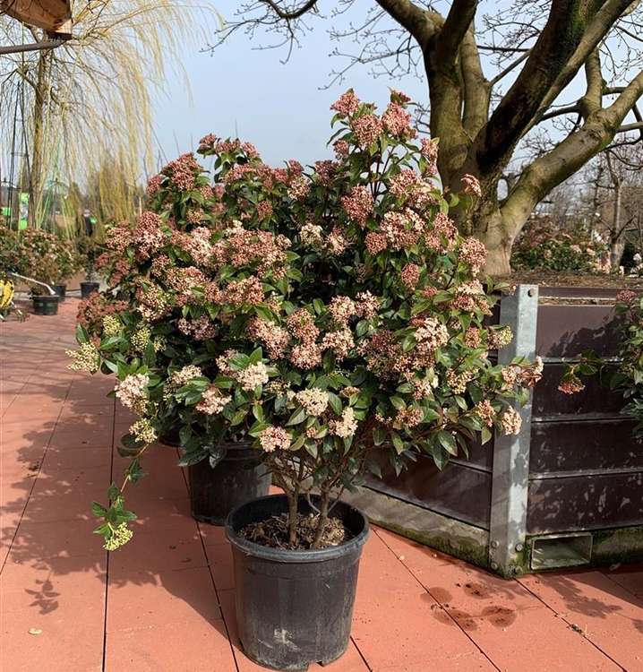 Viburnum tinus 'Eve Price', Immergrüner Schneeball Gartenpflanzen Daepp