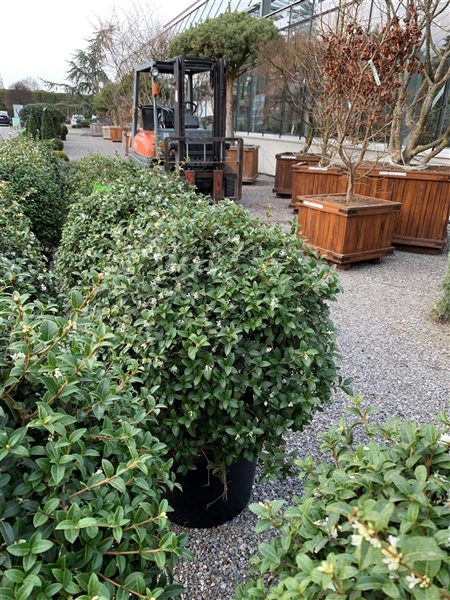 Osmanthus die immergrüne Duftblüte Gartenpflanzen Daepp