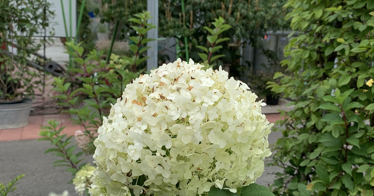 Hortensie Verblühte Blüten Abschneiden Hydrangea arborescens 'Annabelle', Wald-Hortensie - Gartenpflanzen Daepp