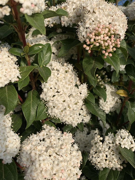 Viburnum tinus 'Eve Price', Immergrüner Schneeball Gartenpflanzen Daepp