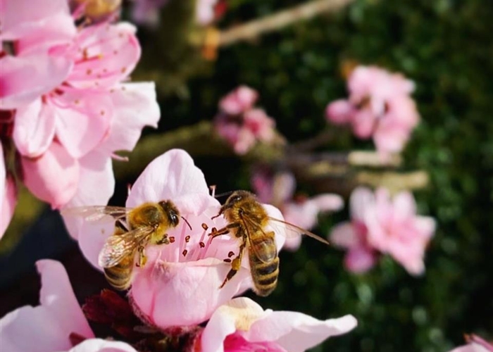 Bienengehölze für jede Jahreszeit