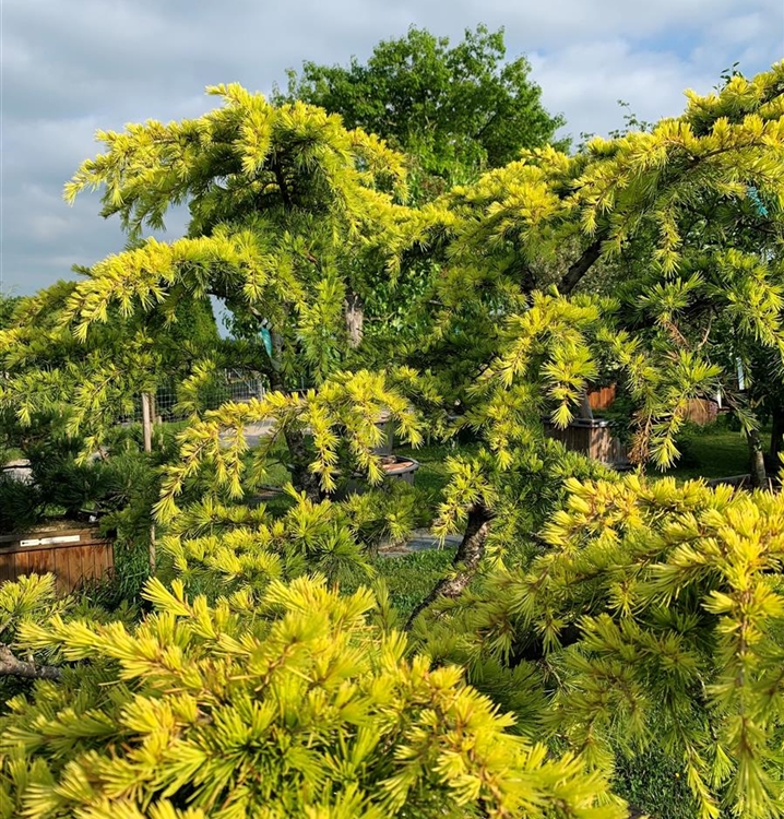 Cedrus deodara 'Golden Horizon' Nr. 341, HimalayaZeder 'Golden Horizon