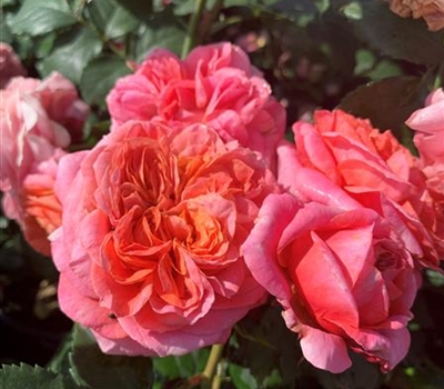 Rosa (Englische Rose) 'Mary Ann'