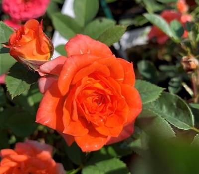 Rosa (Miniaturrose) 'Apricot Clementine'