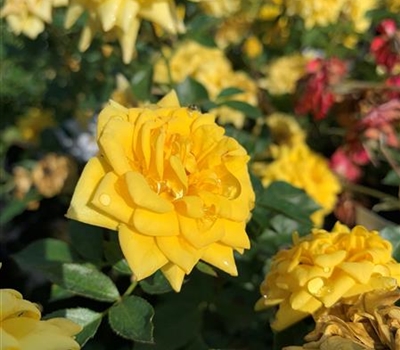 Rosa (Miniaturrose) 'Goldjuwel'