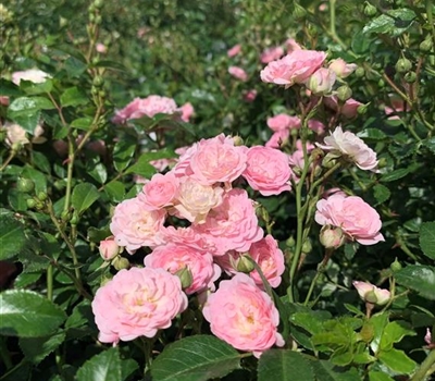 Rosa (Bodendeckerrose) 'The Fairy'