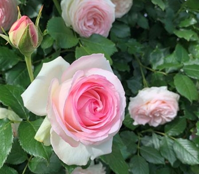 Rosa (Kletterrose) 'Eden Rose'