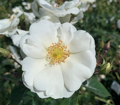 Rosa (Bodendeckerrose) 'Schneeflocke'