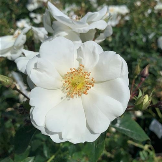 Rosa (Bodendeckerrose) 'Schneeflocke'