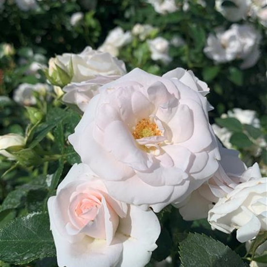 Rosa (Bodendeckerrose) 'Aspirin Rose'