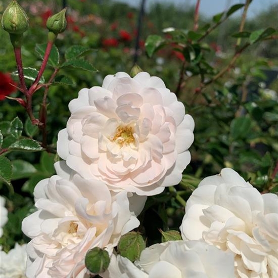 Rosa (Bodendeckerrose) 'Swany'