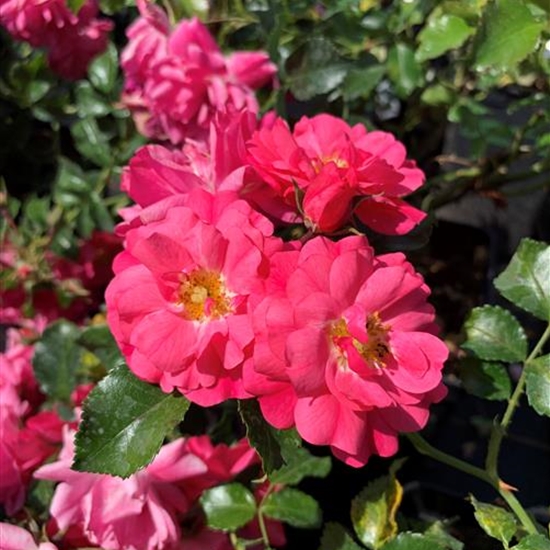 Rosa (Bodendeckerrose) 'Heidetraum'