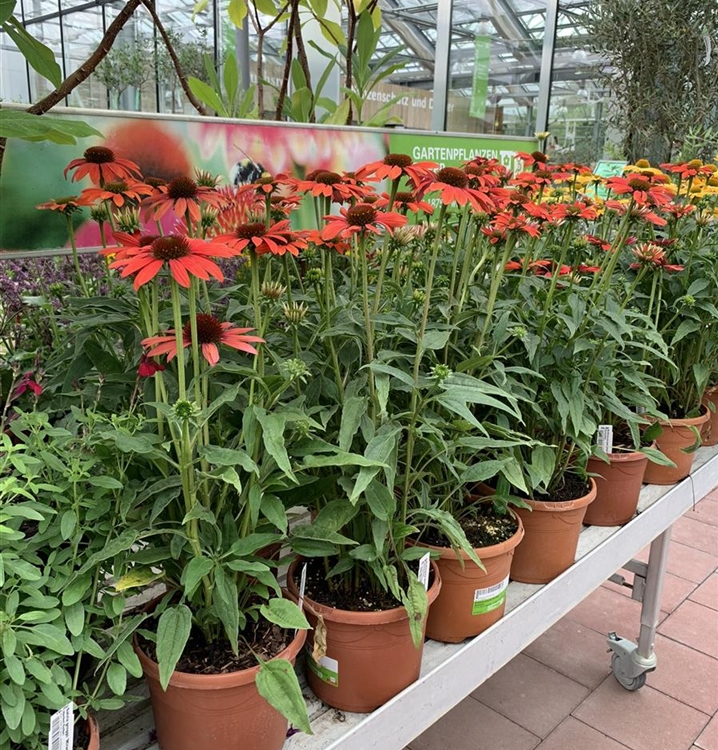 Echinacea purpurea 'Red Pearl', Sonnenhut Gartenpflanzen Daepp