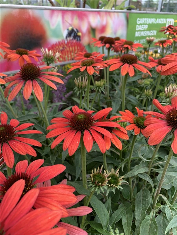 Echinacea purpurea 'Red Pearl', Sonnenhut Gartenpflanzen Daepp