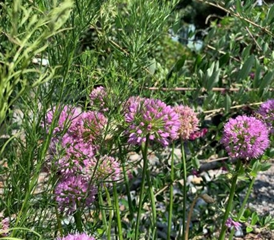 Allium senescens 'Millenium'