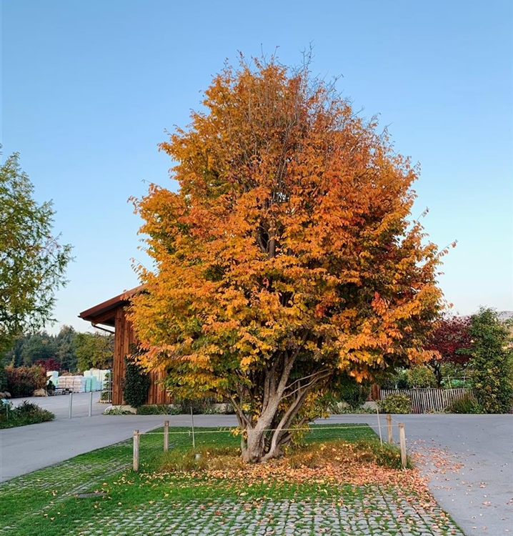 Parrotia persica, Eisenholzbaum Gartenpflanzen Daepp