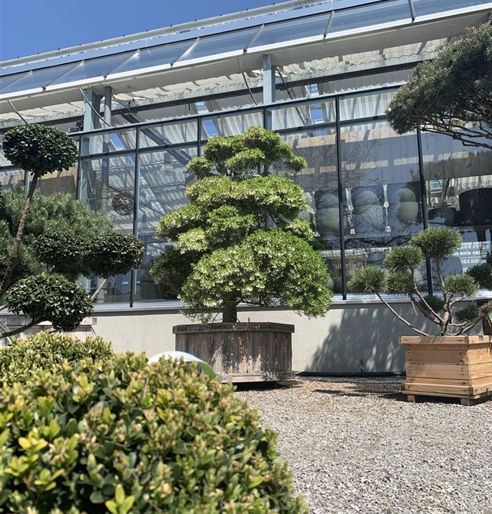 Enkianthus perulatus Gartenbonsai Nr. 4, Frühblühende Prachtglocke