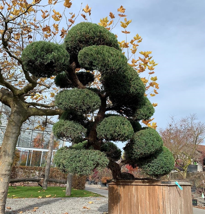 Juniperus chinensis Nr. 300, Chinesischer Wacholder Gartenpflanzen Daepp