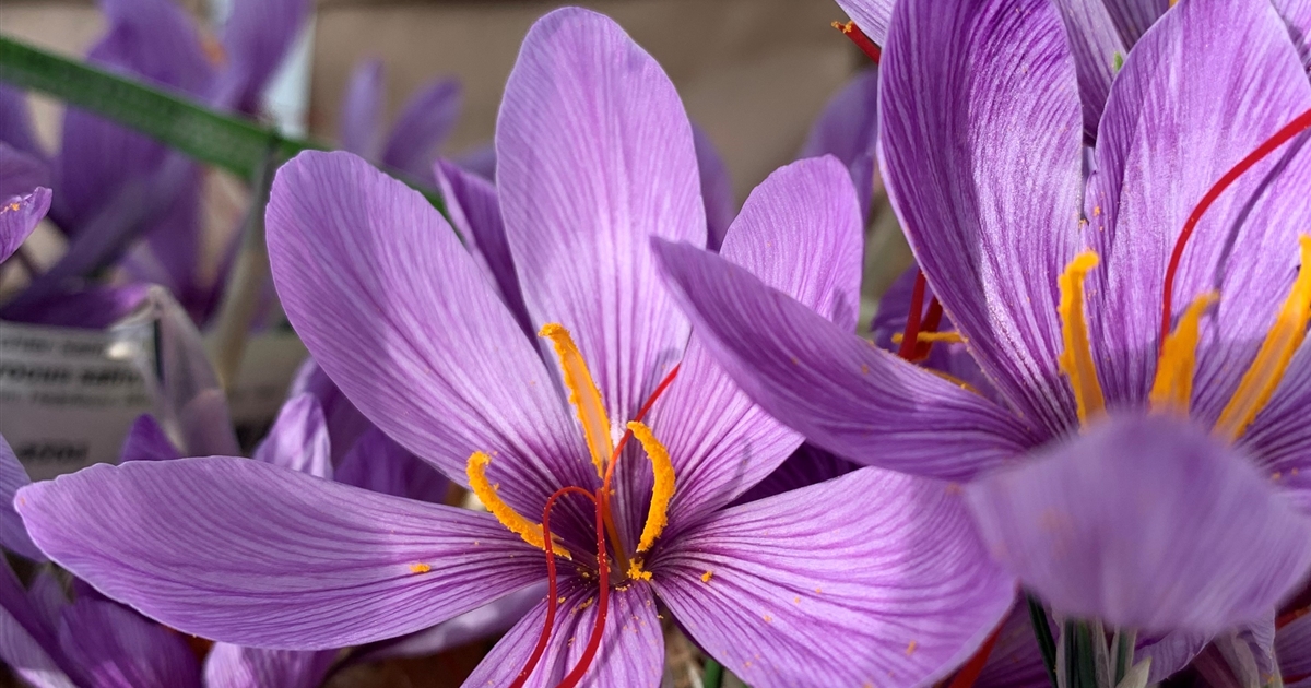 Crocus sativus, Echter Safran Gartenpflanzen Daepp