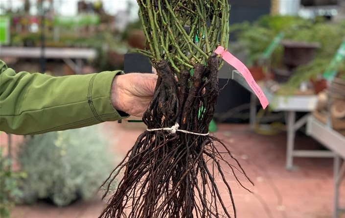 Nachhaltigkeit bei Daepp Gartenpflanzen Daepp